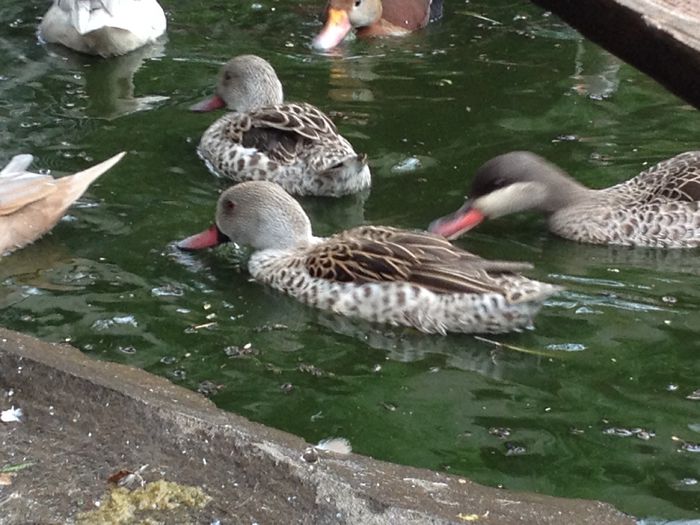 image - RATE EXOTICE-exotic ducks