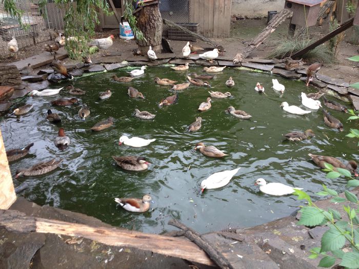 image - RATE EXOTICE-exotic ducks