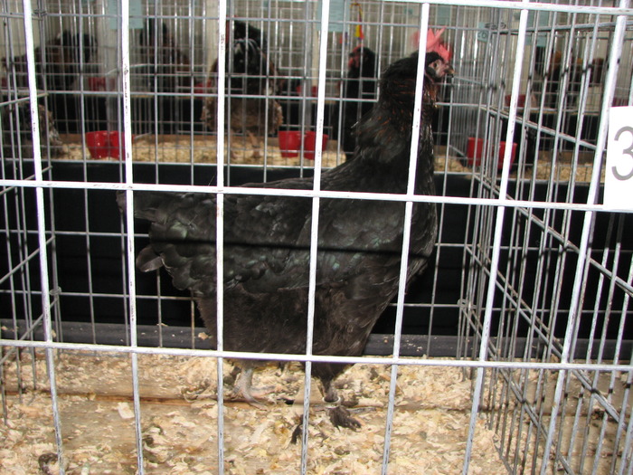 Expozitia Nationala Breaza 2010 196