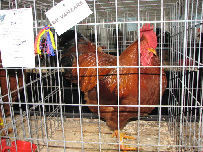 Expozitia Nationala Breaza 2010 197
