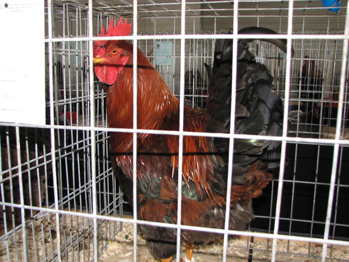 Expozitia Nationala Breaza 2010 200