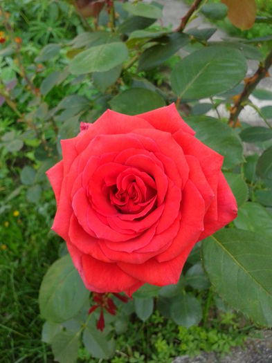 Fotografie0027 - AAAAA_R_TRANDAFIRI 2015_2017