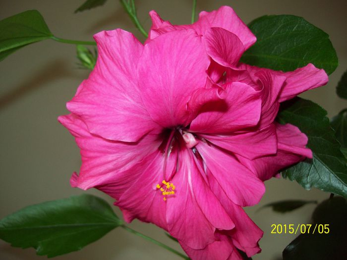 103_4779 - Hibiscusi 2015