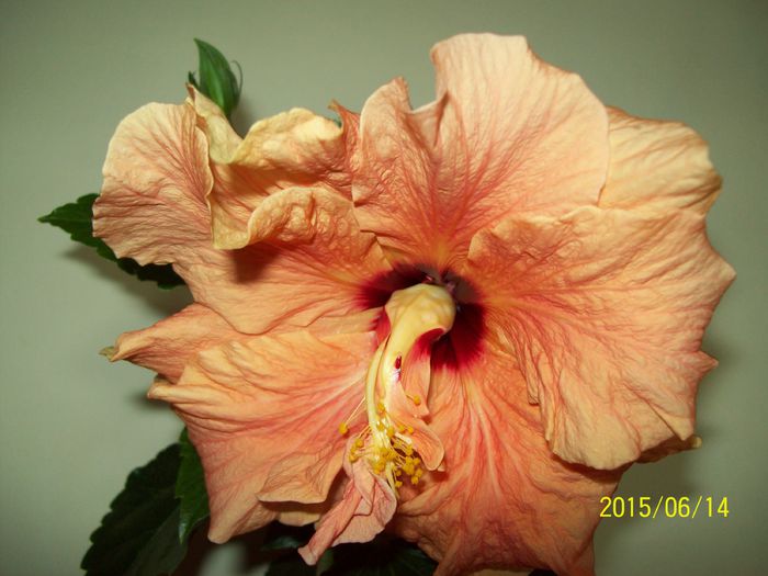 103_4596 - Hibiscusi 2015