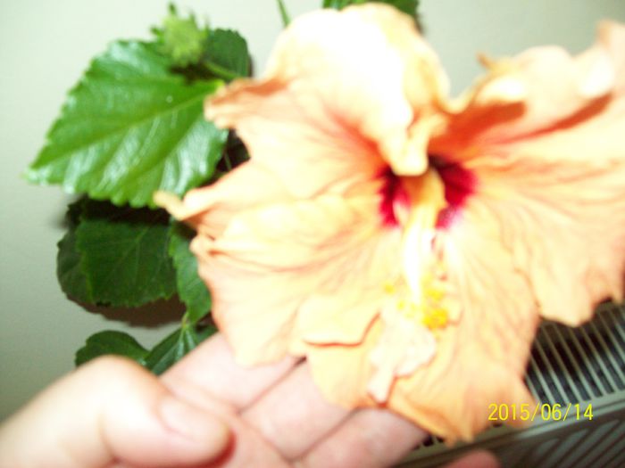 103_4599 - Hibiscusi 2015