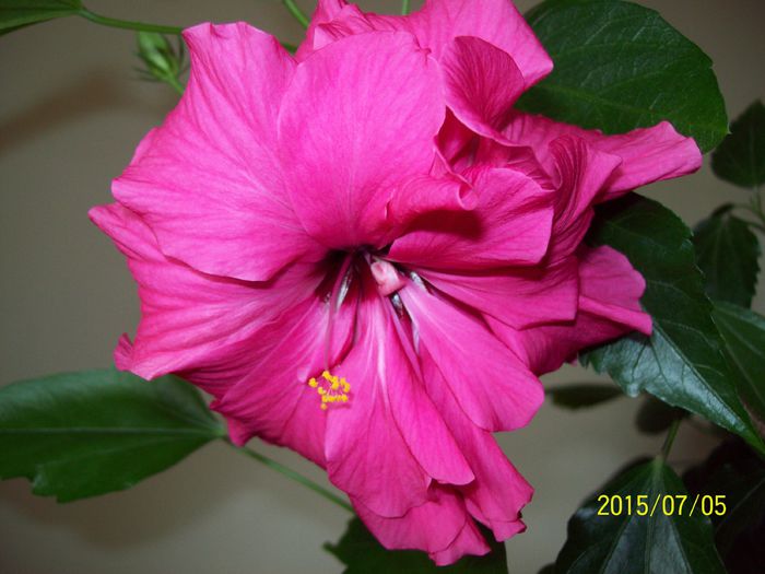 103_4775 - Hibiscusi 2015