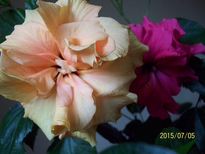 103_4776 - Hibiscusi 2015