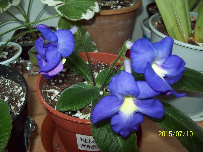 Albastru magnolia - Strptocarpusi