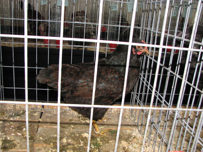 Expozitia Nationala Breaza 2010 202