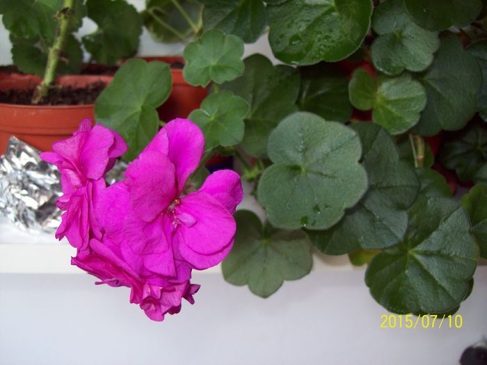 103_4812 - Muscate 2015-2016