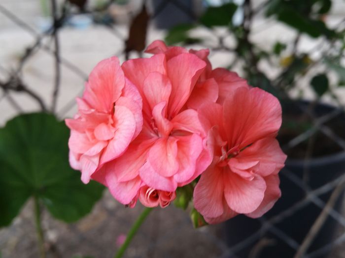 20150710_111048 - muscate