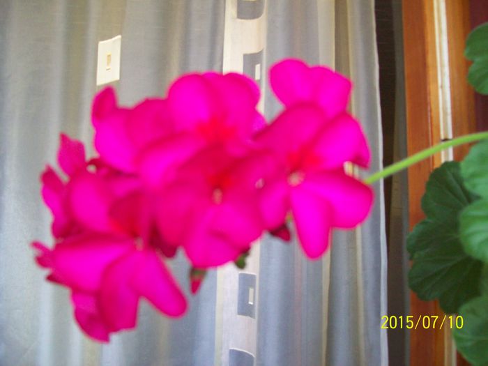 103_4811 - Muscate 2015-2016