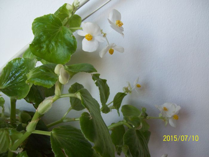 103_4813 - Begonia