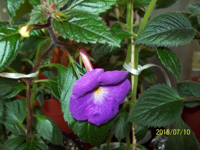 103_4809 - Achimenes 2015