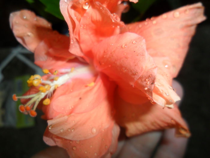 jane cowle  o culoare superba - hibiscusi 2015-4
