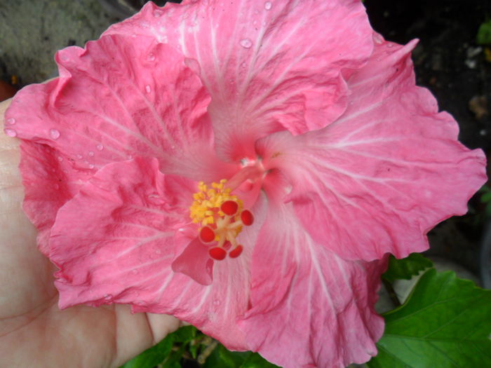 SAM_7283 - hibiscusi 2015-4