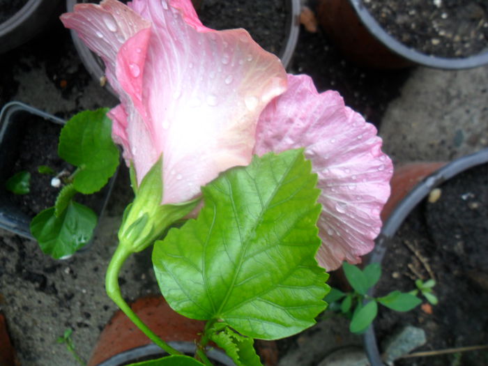 SAM_7284 - hibiscusi 2015-4