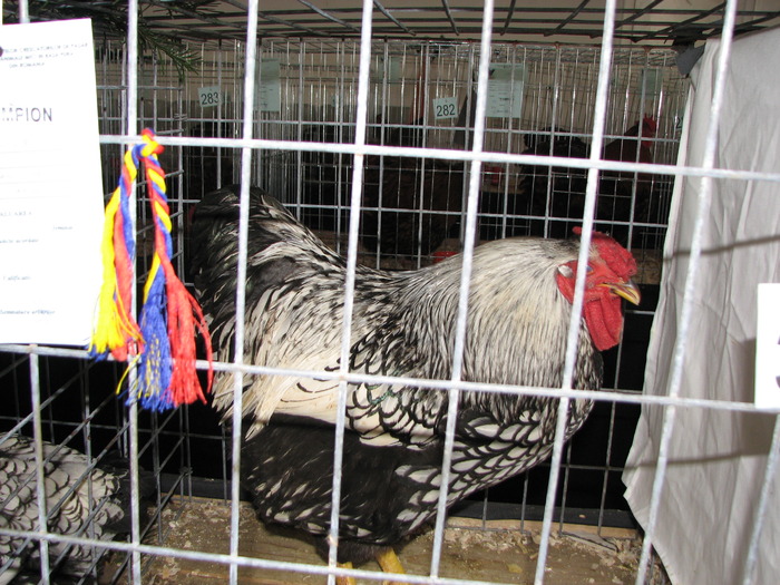 Expozitia Nationala Breaza 2010 203