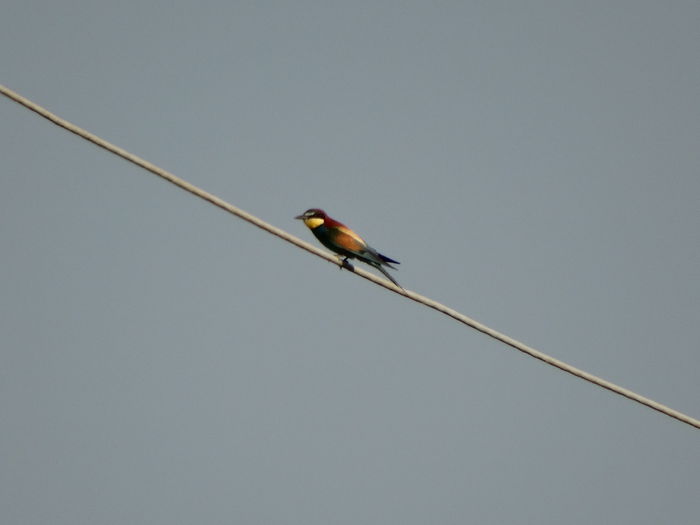 o prigorie de la departare - a-vizitatorii gradinii-2015