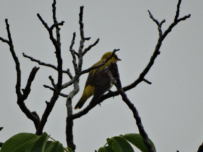 si o dunga pe aripa - a-vizitatorii gradinii-2015