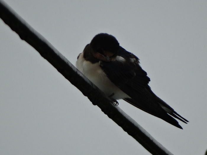 de mult vreau sa le prind la sedinta foto - a-vizitatorii gradinii-2015