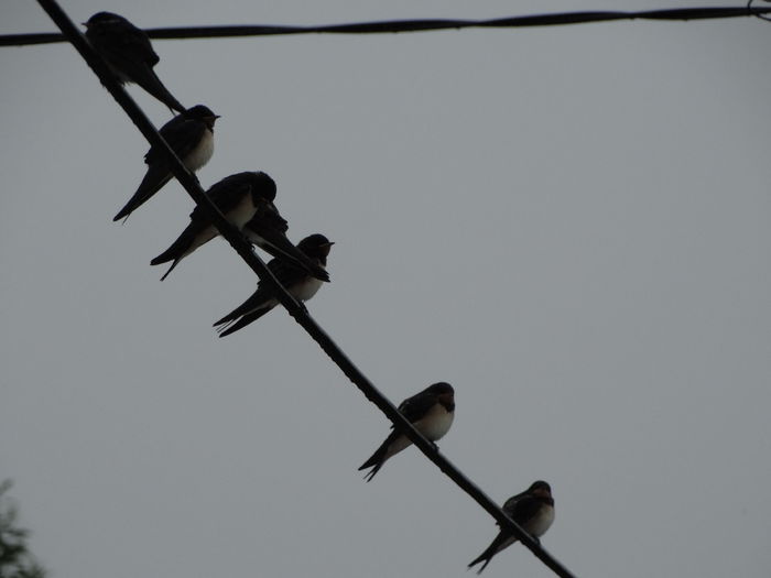 persevarenta de a sta in ploaia - a-vizitatorii gradinii-2015