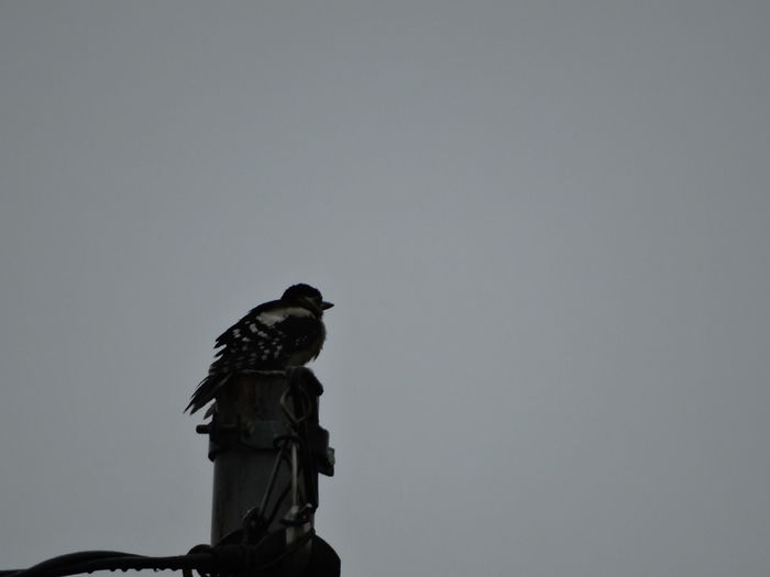 a venit si o ciocanitoare de gradina - a-vizitatorii gradinii-2015