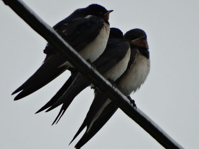 ploua, ploua dar nu se dau batute - a-vizitatorii gradinii-2015