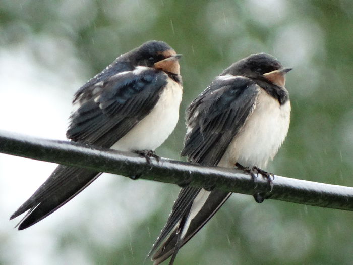 nu prea le speria ploaie - a-vizitatorii gradinii-2015