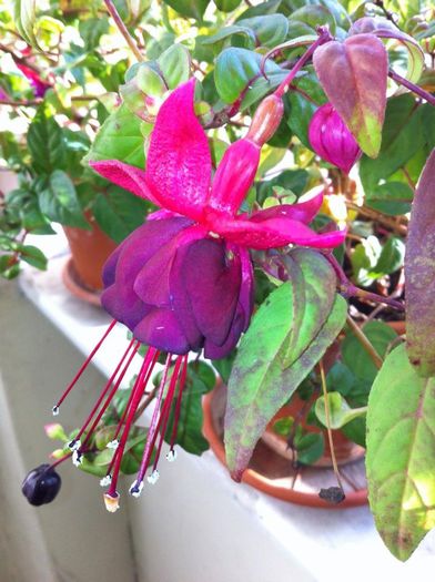 image - fuchsia