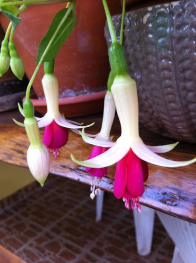 image - fuchsia