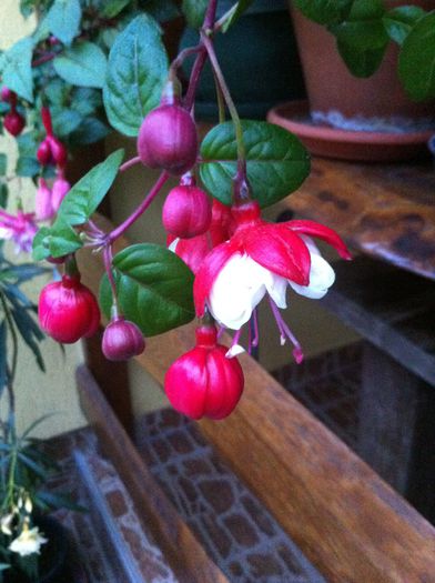 pierdut - fuchsia