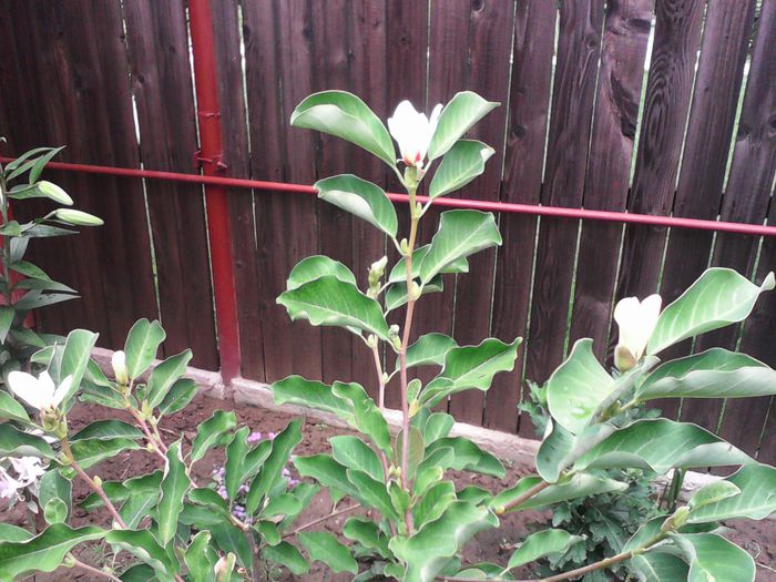inflorita din nou in iulie - Magnolii