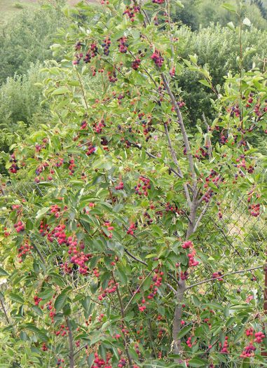 Amelanchier lamarckii Ballerina - Iulie 2015