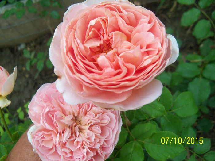 Abraham Darby - Trandafiri 2015 1