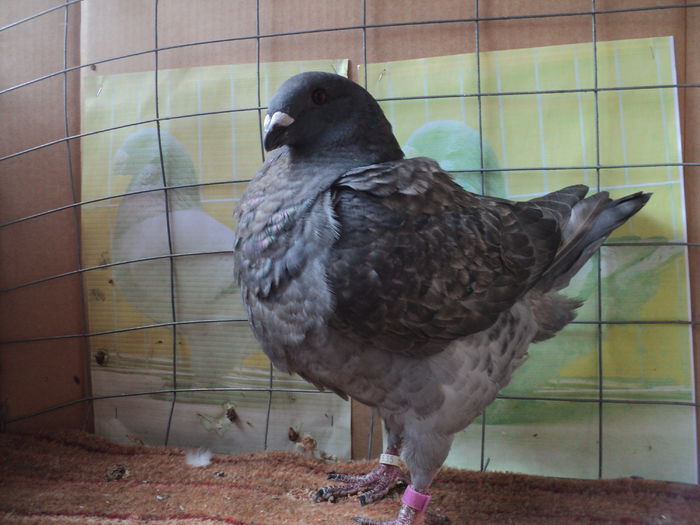 RO 15-6535-v - PUI GIANT HOMER  2015