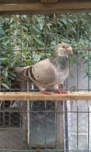 IMAG2058 - matca-masculi cuci