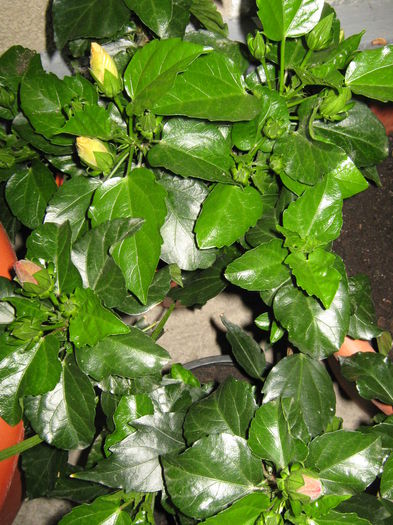 Picture My plants 4172 - HIBISCUSI 2015