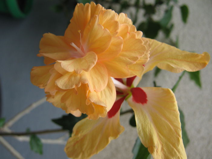 El Capitolio Sport Galben - HIBISCUSI 2015