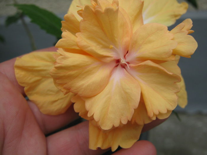 Picture My plants 4143