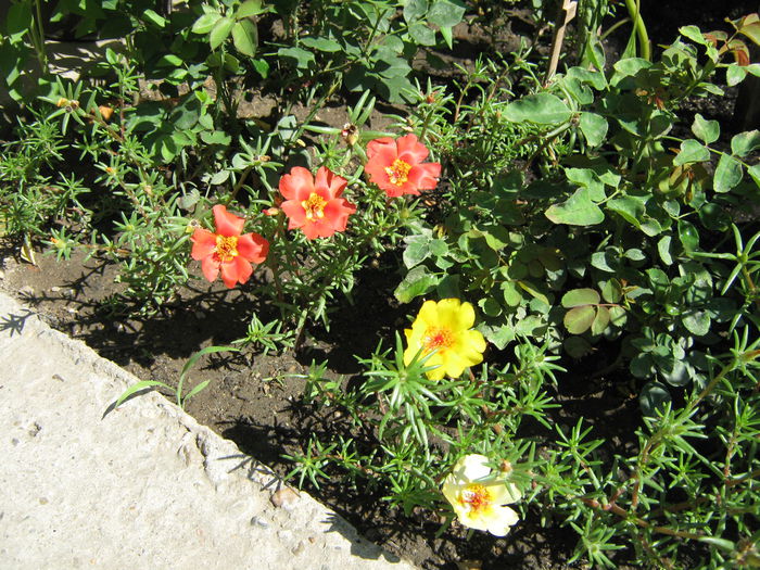 Flori de piatra - BRUGMANSIA