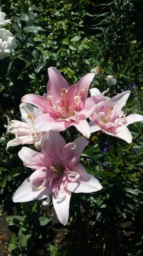 20150710_143954 - 2015 in gradina mea