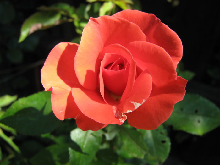 Picture My plants 4048