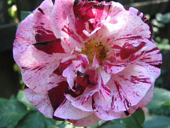 Picture My plants 4052