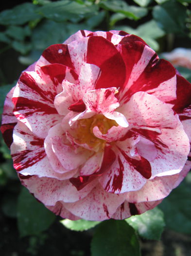 Picture My plants 4053