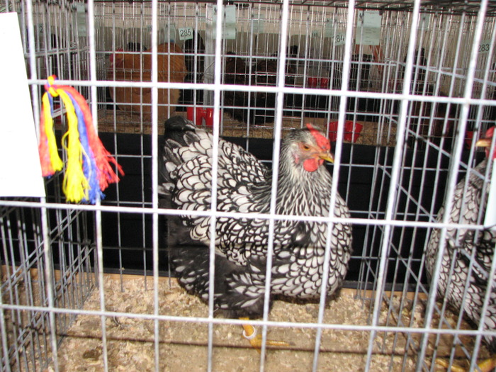 Expozitia Nationala Breaza 2010 204