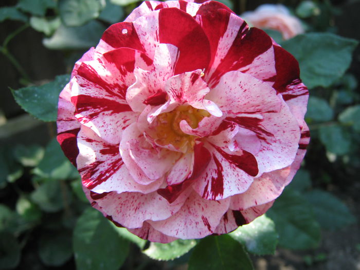 Picture My plants 4058