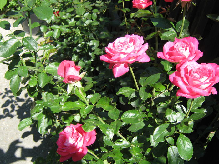 Picture My plants 4064