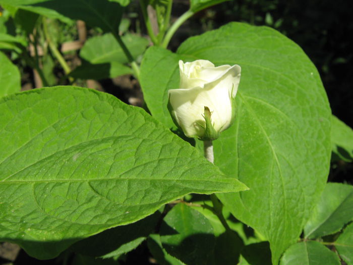 Picture My plants 4069