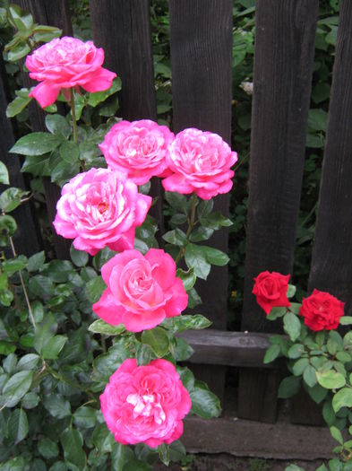 Picture My plants 4153